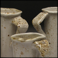 Woodfired Mugs